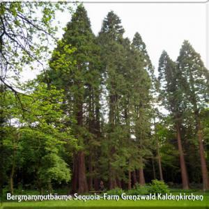 Sequoiafarm Kaldenkirchen - Freizeit-Tipp für Spaziergaenger im Grenzwald Kaldenkirchen