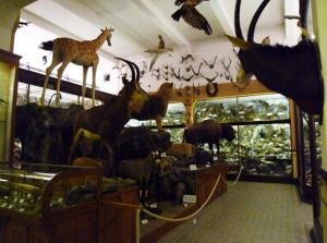Tiergruppe in der Mitte des Steyler Museums
