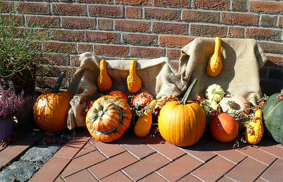 Trendgemuese Kuerbis - eine der aeltesten Kulturpflanzen - Flachshof Nettetal