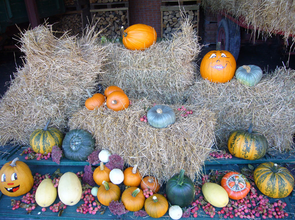 Kuerbisse zu Deko-Zwecken - Flachshof Nettetal