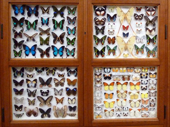 Eine wundersame Welt - Missionsmuseum Steyl - Schmetterling Kabinett