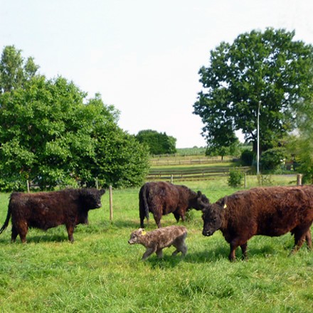 Bauernhofurlaub am Niederrhein Nordrhein Westfalen
