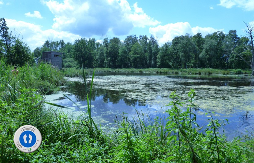 WasserBlick Rohrdommelfläche - Nette-Seen im Naturpark Schwalm-Nette am Niederrhein