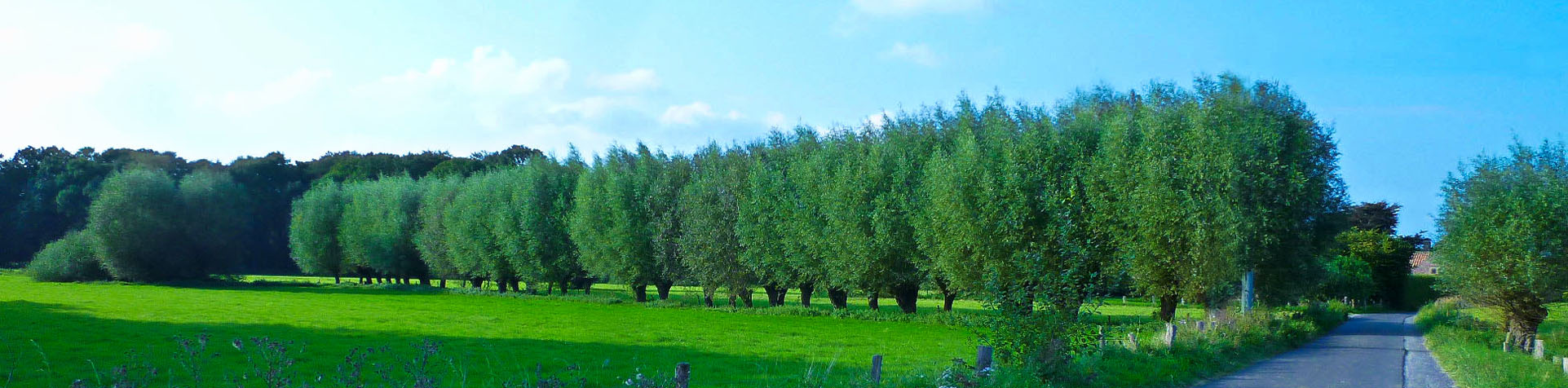 Kopfweiden in Nettetal am Niederrhein
